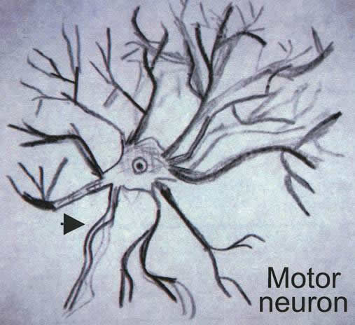 neuron